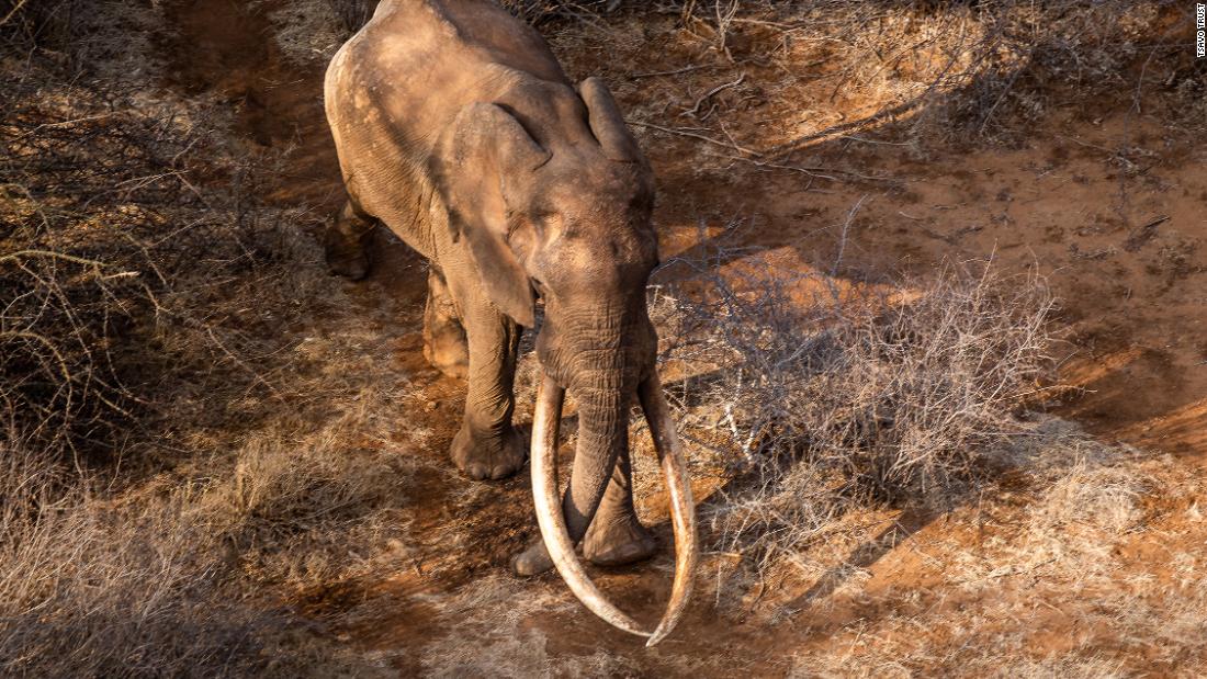  Among the huge variety of wildlife living in Kenya&#39;s Tsavo East National Park, are &quot;Super Tuskers&quot; -- African elephants with tusks that each weigh over 100 pounds (45 kilograms).