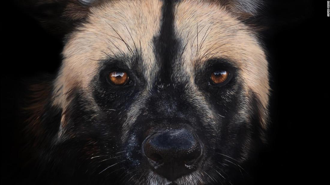 This artist paints hyperrealistic wildlife images - CNN Style