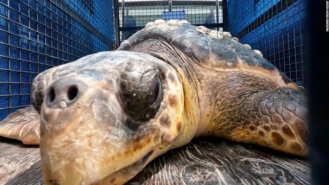 Así liberan a estas tortugas marinas en peligro de extinción CNN Video