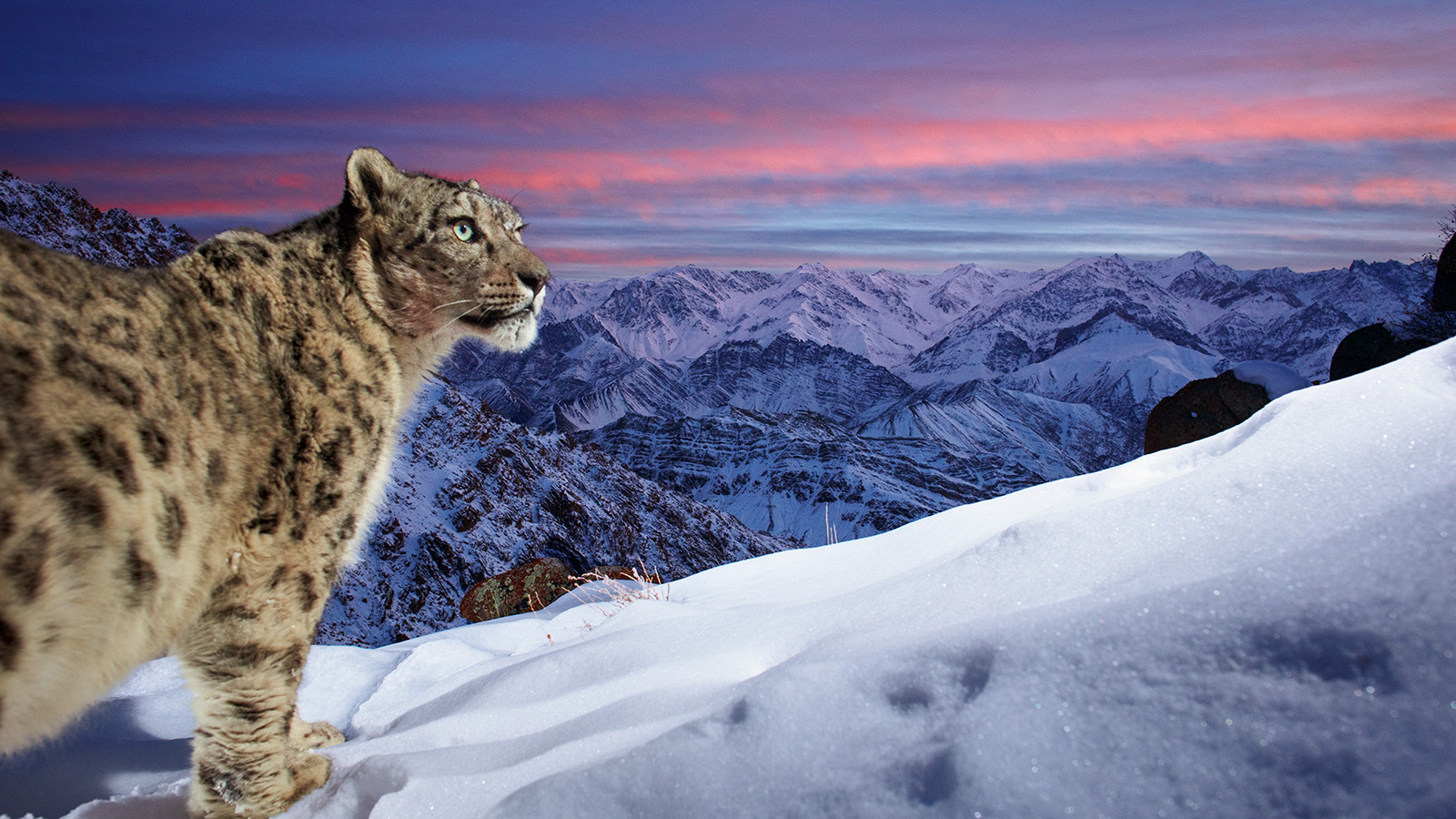 Snow leopard picture wins Wildlife Photographer of the Year People's Choice  Award | CNN Travel