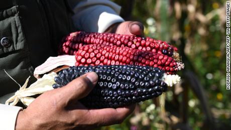 Mexican farmer Arnulfo Melo shows a harvested corn from his organic corn field in Milpa Alta, state of Mexico, on October 18, 2021. - At the beginning of the year, the Mexican government announced the prohibition of transgenic corn imports and the reduction of the use of glyphosate, until phasing it out by 2024. (Photo by RODRIGO ARANGUA / AFP) (Photo by RODRIGO ARANGUA/AFP via Getty Images)