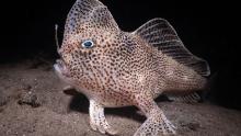 It took French photographer Nicolas Remy three days to capture this image of the elusive spotted handfish in Tasmania's Derwent River. Critically endangered, the handfish "walks" using its pectoral fins and attracts its prey with the fluffy lure above its mouth. The photo took first place in the 11th annual Ocean Art 2022, showcasing the world's best underwater photography. <strong><em>Look through the gallery for more winning images from the competition.</em></strong>