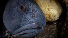 This male Atlantic Wolfish from Norway is protecting its partner's eggs until spring. The photo by Galice Hoarau won first prize in the Marine Life Behavior category.