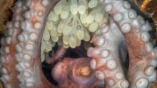This image of a protective Caribbean reef octopus guarding her eggs in West Palm Beach, Florida won the Best in Show overall. According to Ocean Art, photographer Kat Zhou spent three weeks trying to get the best angle.