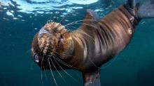 With categories such as Underwater Conservation, the competition also highlights the difficulties facing our oceans -- like this California sea lion pup in Mexico with a fishhook stuck in the corner of its mouth. "At the least, his story can be a message of the impact of humans on the inhabitants of our ocean," said photographer Celia Kujala.
