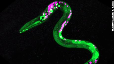 Worms were genetically engineered so that certain neurons and muscles glowed fluorescent. The green dots indicate neurons that respond to cannabinoids.