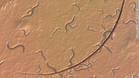 The nematode called C. elegans is a tiny worm, even smaller than a human eyelash.