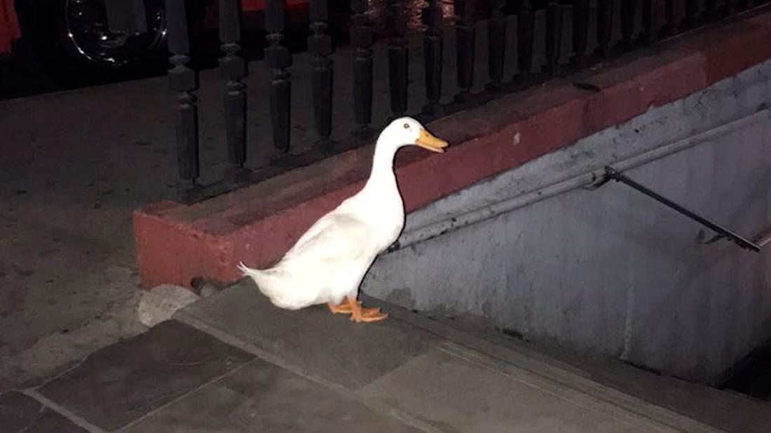 Pato se escapa del Lago de Chapultepec y termina cerca de una estación