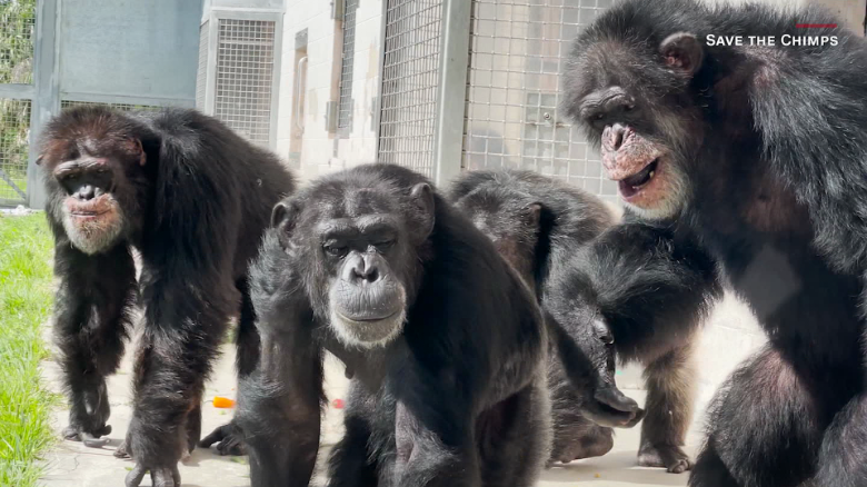 Mira la reacción de esta chimpancé al ver el cielo por primera vez