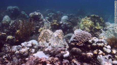 Struggling or dead corals in the mass bleaching event in the Florida Keys in 2014. Scientists are concerned Florida&#39;s unprecedented water temperature could lead to bleaching this year.