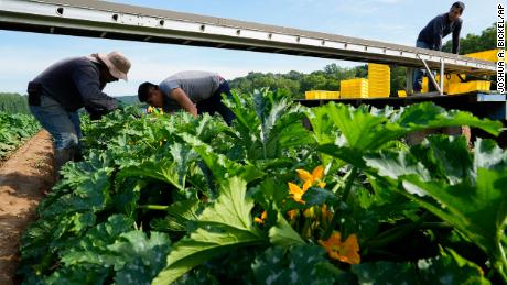 Farmworkers pick yellow squash at a farm in Waverly, Ohio, in July. Outdoor workers, particularly those in the farming and construction industries, are just one of the groups for which summer is now a survival test. 