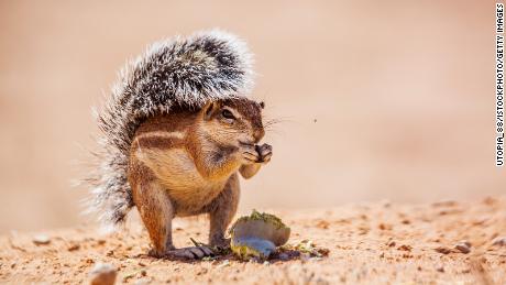 Cape ground squirrel eating seed isolated in natural background in Kgalagadi transfrontier park, South Africa; specie Xerus inauris family of Sciuridae