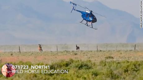 Animal advocacy group calls for changes to wild horse wrangling operations after deaths and injuries
