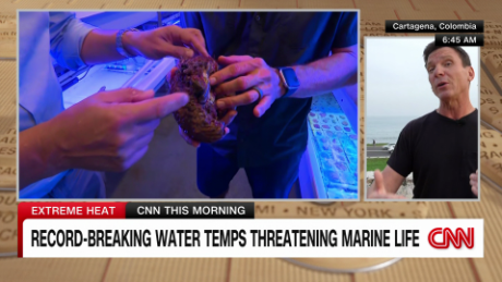 exp Climate change whales Weir live 072604ASEG1 CNN world_00013401.png