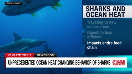 exp Warm ocean temperatures sharks vo reader 072812ASEG3 CNNI World_00002624.png