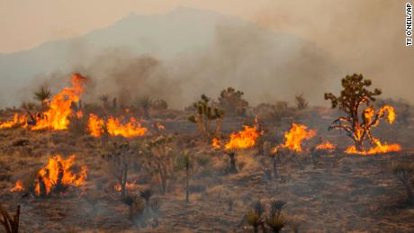 Joshua Trees burn in the York Fire, Sunday, July 30, 2023, in the Mojave National Preserve, Calif. Crews battled &quot;fire whirls&quot; in California&#39;s Mojave National Preserve this weekend as a massive wildfire crossed into Nevada amid dangerously high temperatures and raging winds. (AP Photo/Ty O&#39;Neil)