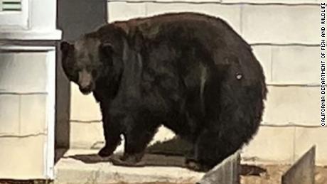 An undated file photo shows &quot;Hank the Tank,&quot; officially called Bear 64F.