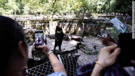 Many people come to watch the Malayan sun bear who can stands upright at Hangzhou Zoo, Hangzhou City, east China&#39;s Zhejiang Province, 2 August, 2023.  (Imaginechina via AP Images)