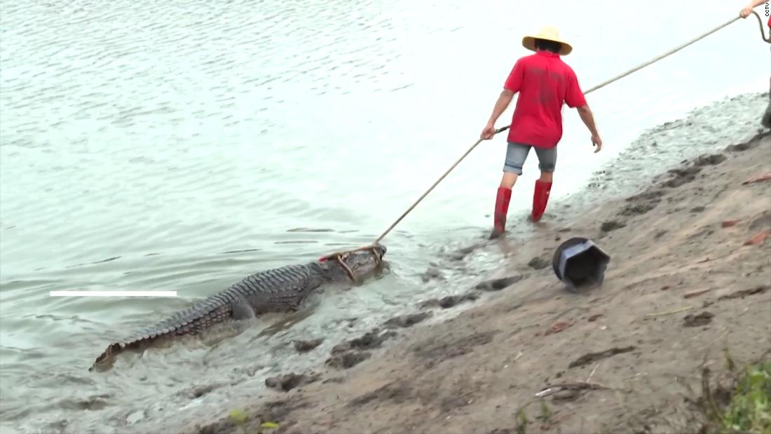 Las autoridades chinas buscan a más de 70 cocodrilos que escaparon en