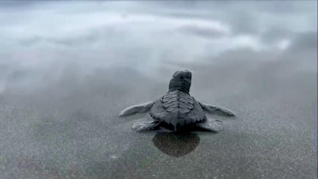 Mira cómo liberan a 500 tortugas marinas bebés en Colombia CNN Video