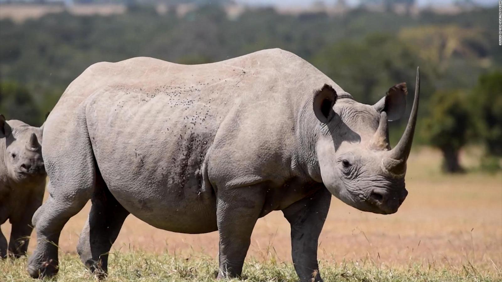 Los rinocerontes solían estar en peligro de extinción en Kenia ahora