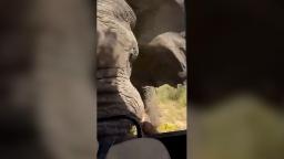 Turista Estadounidense Muere Tras Ser Embestida Por Un Elefante En