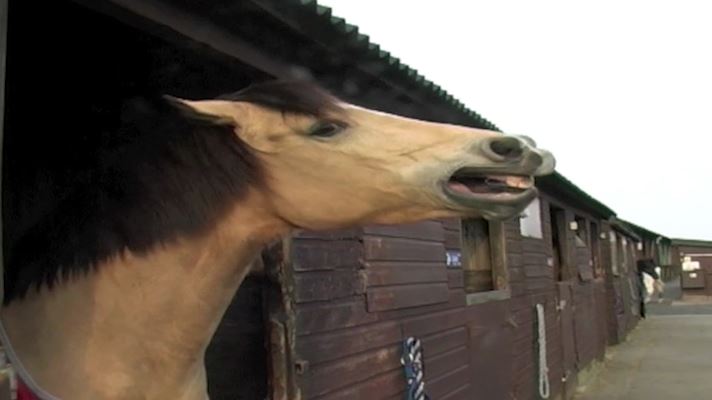 Horses Can Make Facial Expressions Just Like Humans - CNN