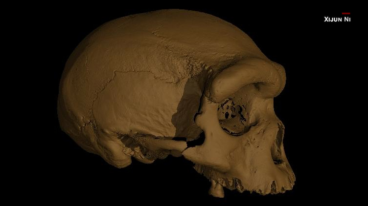 Dragon Man Early Human Skull Found In Harbin China May Be New Hominim Species Cnn
