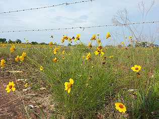 Flowers along South Air Depot Boulevard, near the end of the walk.