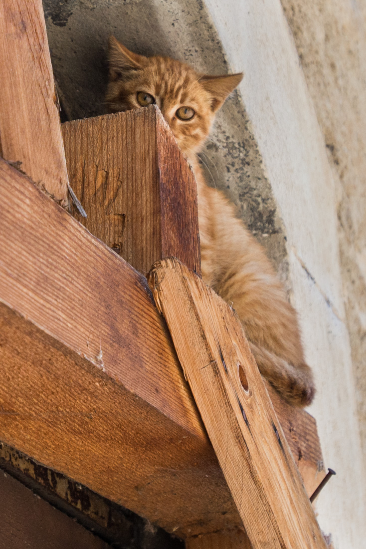 A kitten represents the only inhabitants left in Fossa, a small hamlet about 12 kilometers (7.5 miles) from L’Aquila.