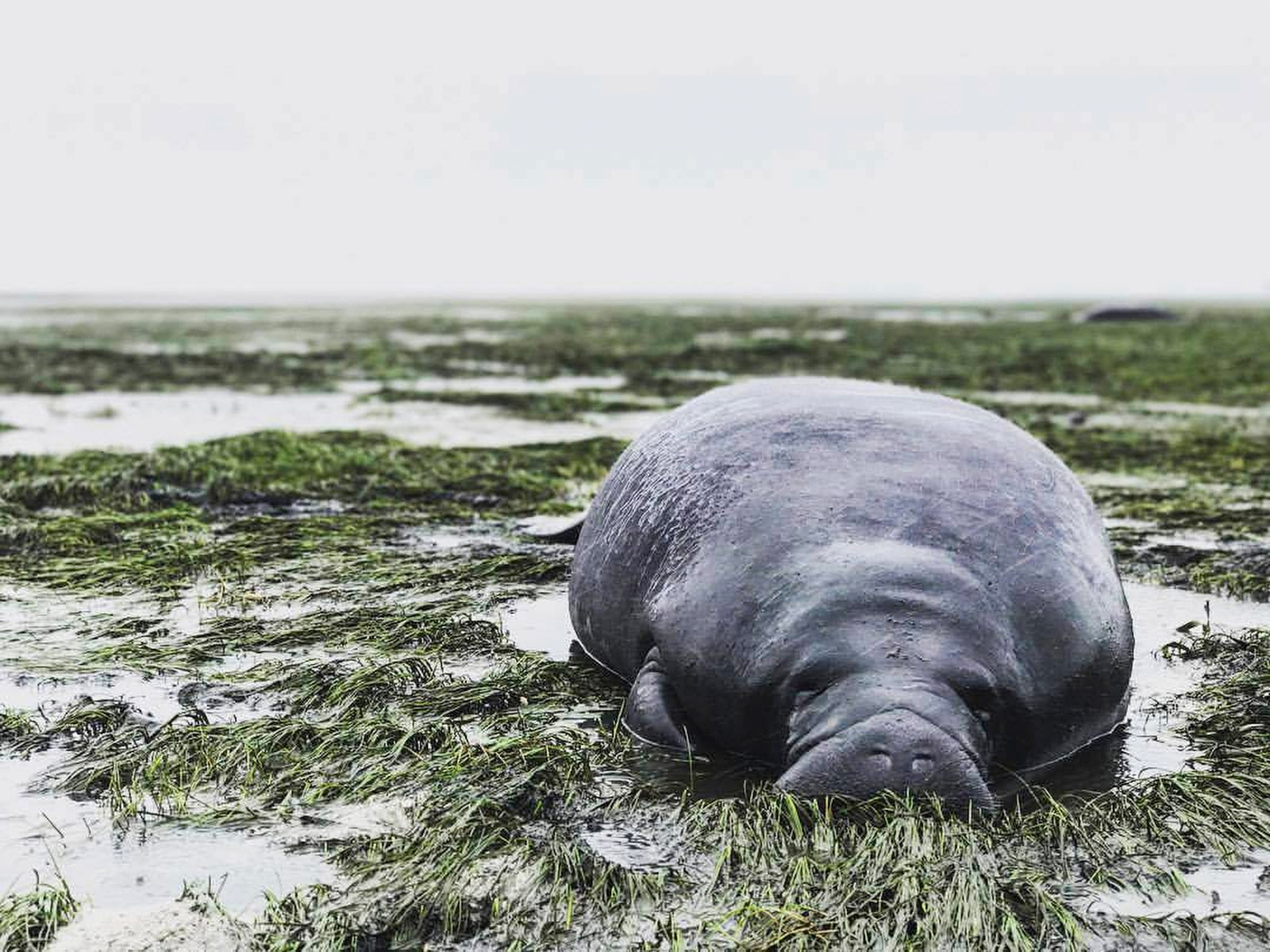 A manatee lies stranded Sunday, September 10, after waters receded during I...