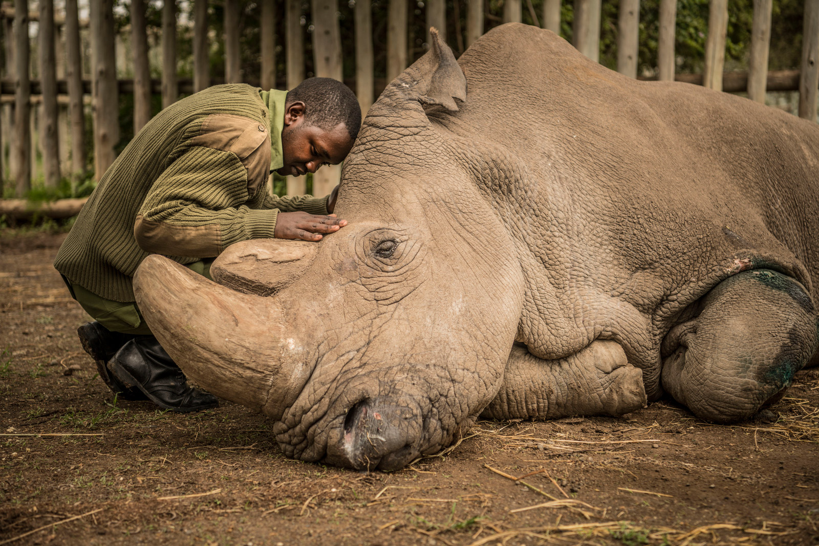 Joseph Wachira comforts Sudan, a northern white rhino, moments before he died Monday at the Ol Pejeta Conservancy in Kenya.