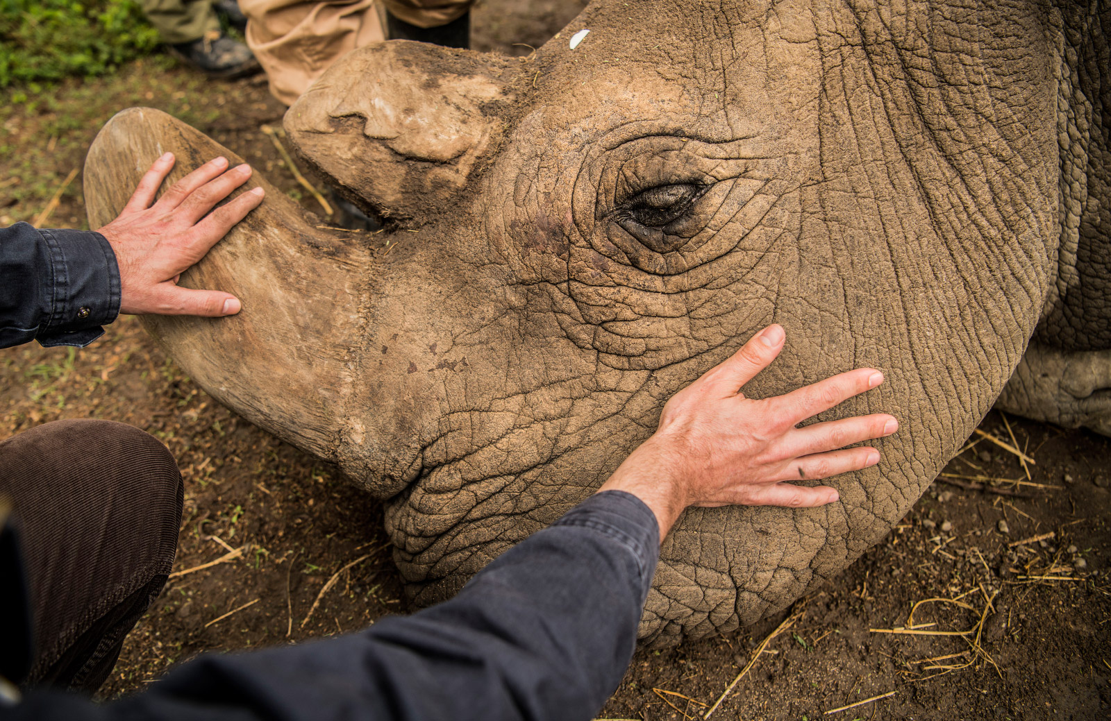 Person Comes Out Of Rhino