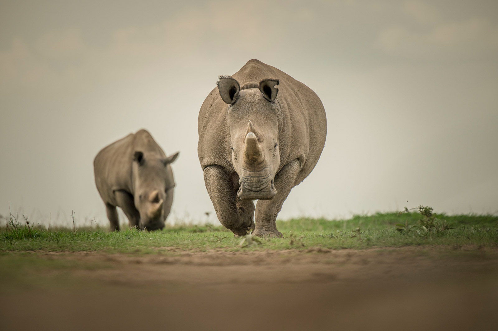 The Life He Lived Photos Of The Last Male Northern White Rhino Cnn Com