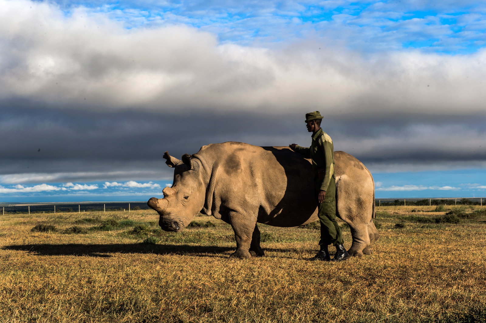 The life he lived: Photos of the last male northern white rhino