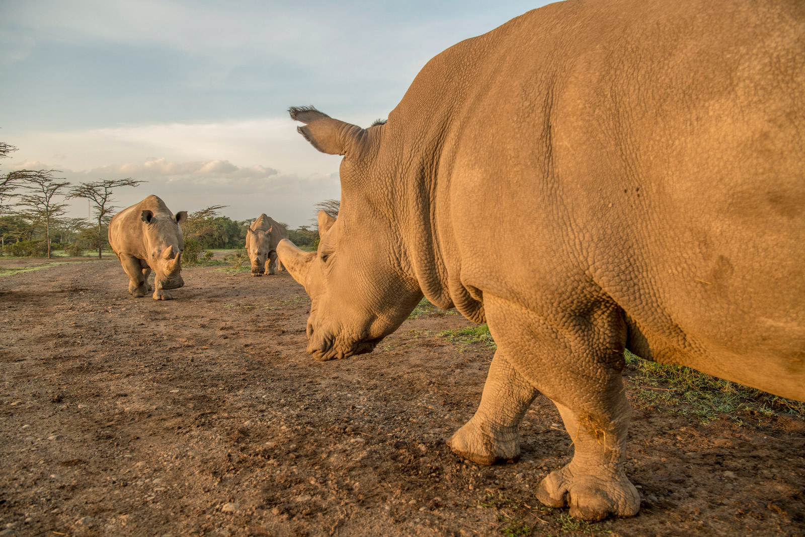 northern white rhinoceros vs southern white rhinoseros