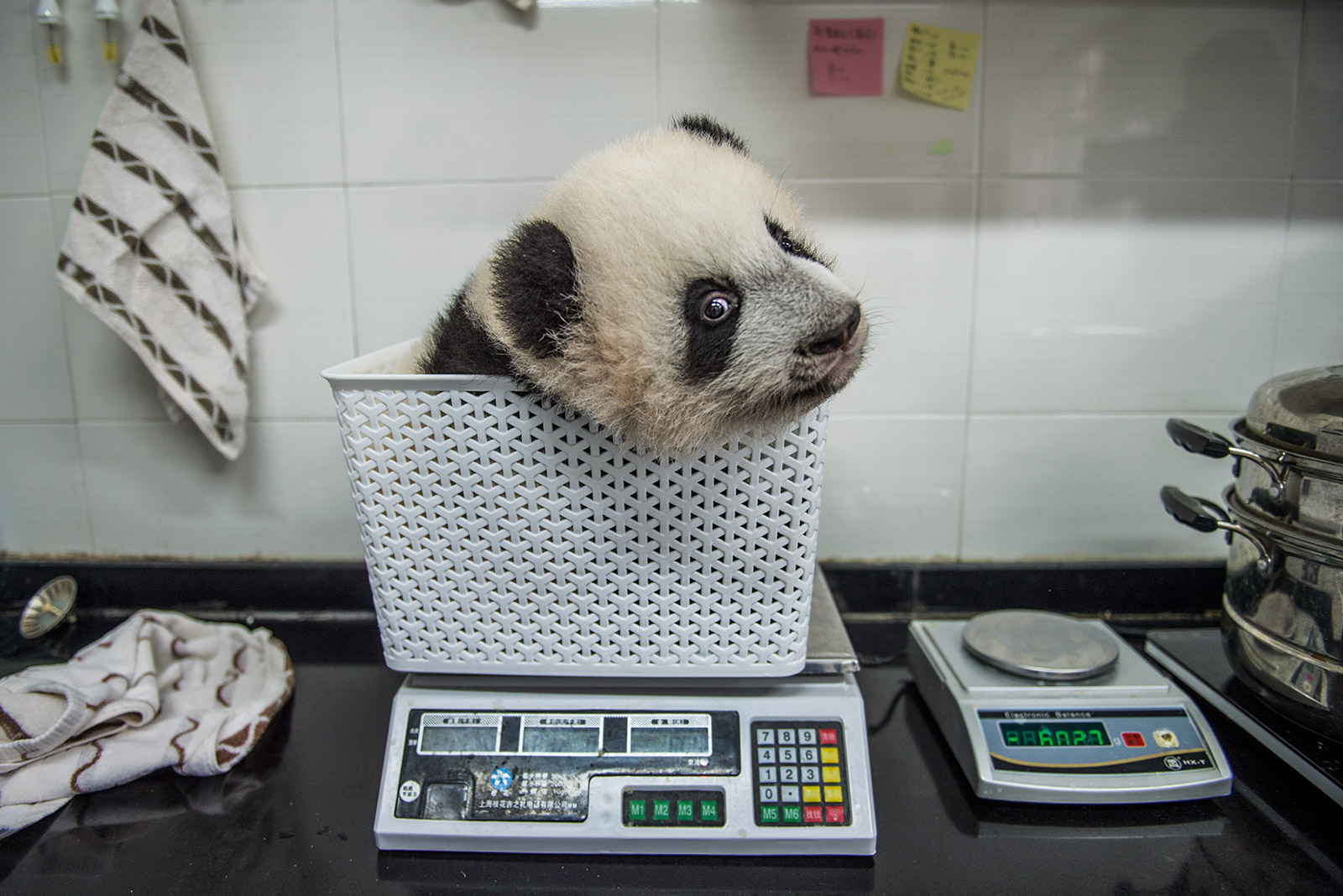 How pandas are making a comeback - Photos