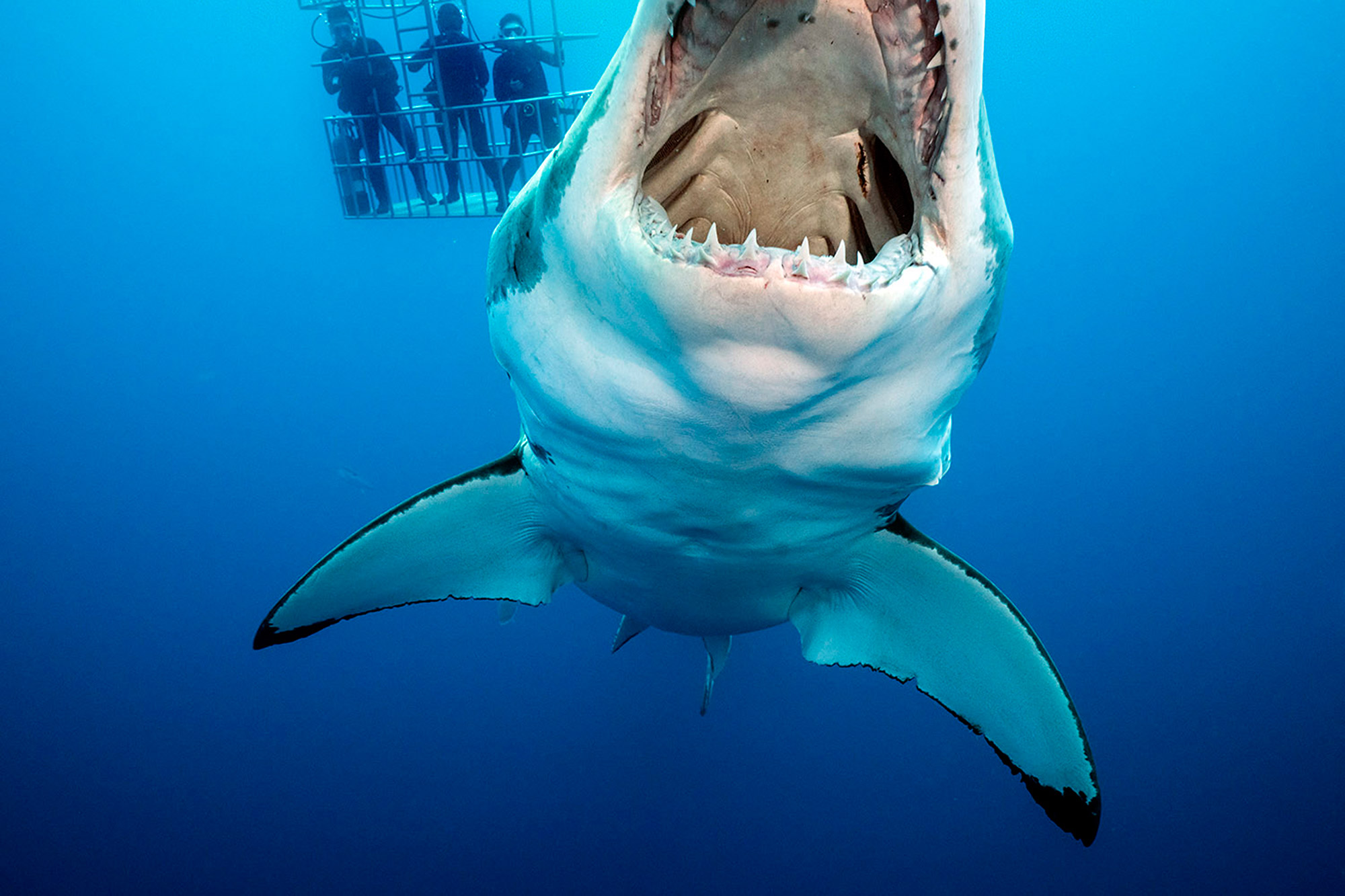 Про акул воды. Белая акула снизу. Белая акула с открытой пастью.