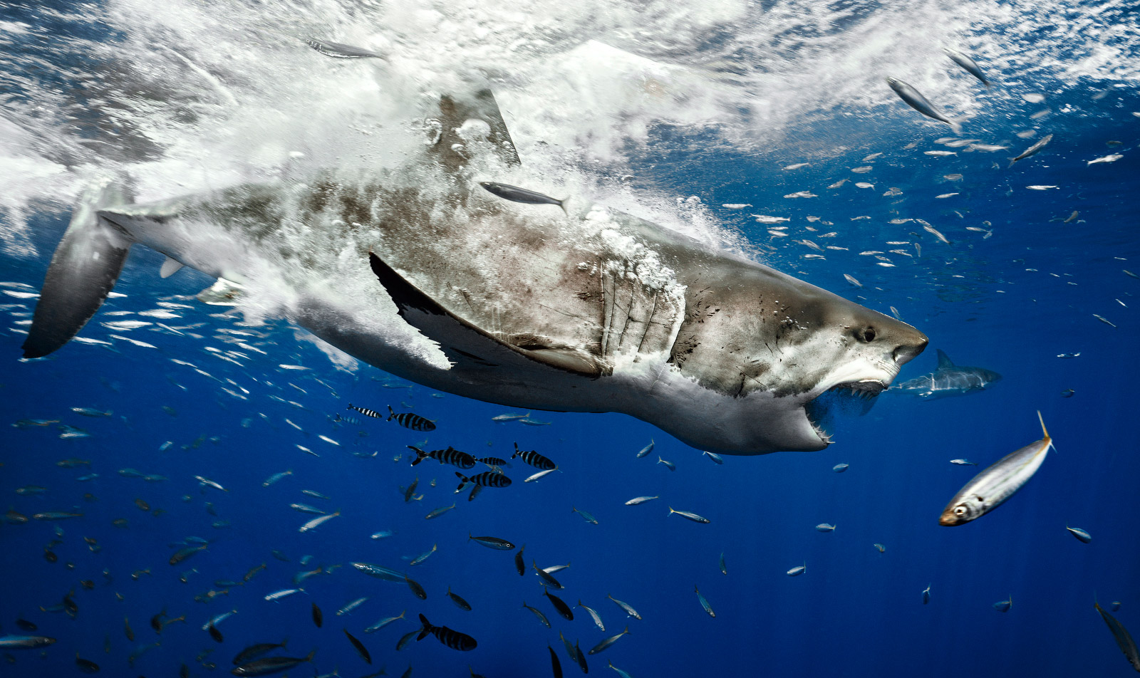 sea-creatures-ready-for-their-close-up