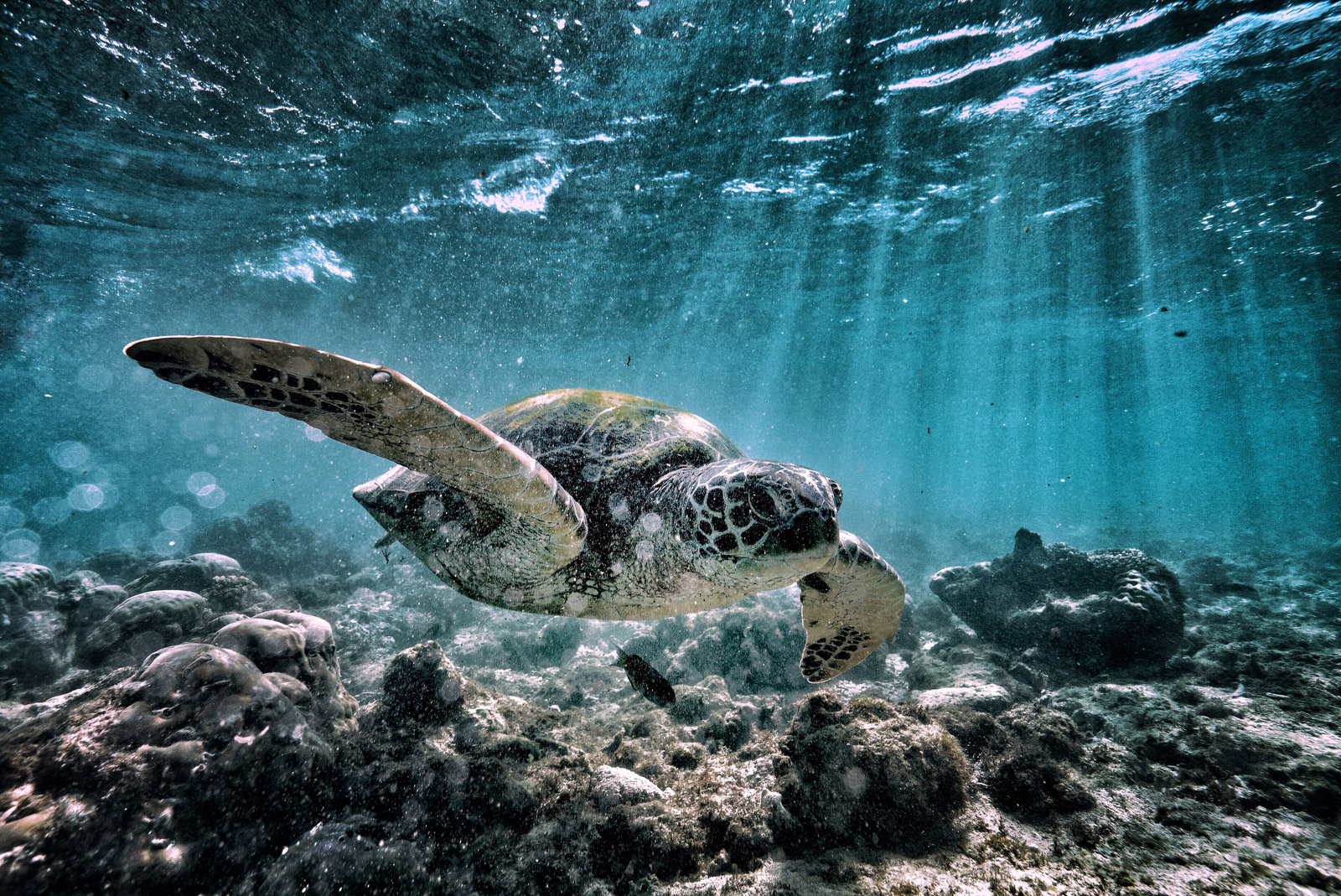 Sea creatures ready for their close-up