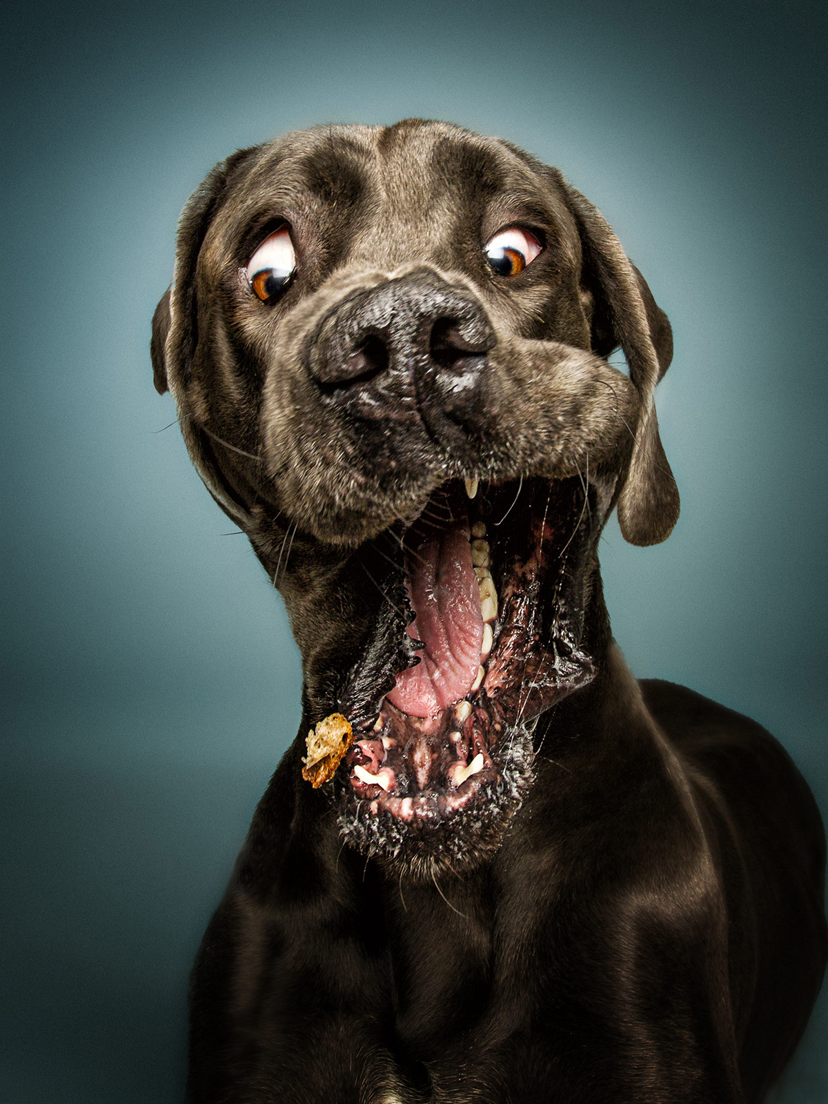 The Unbridled Joy Of Dogs Catching Treats-1684