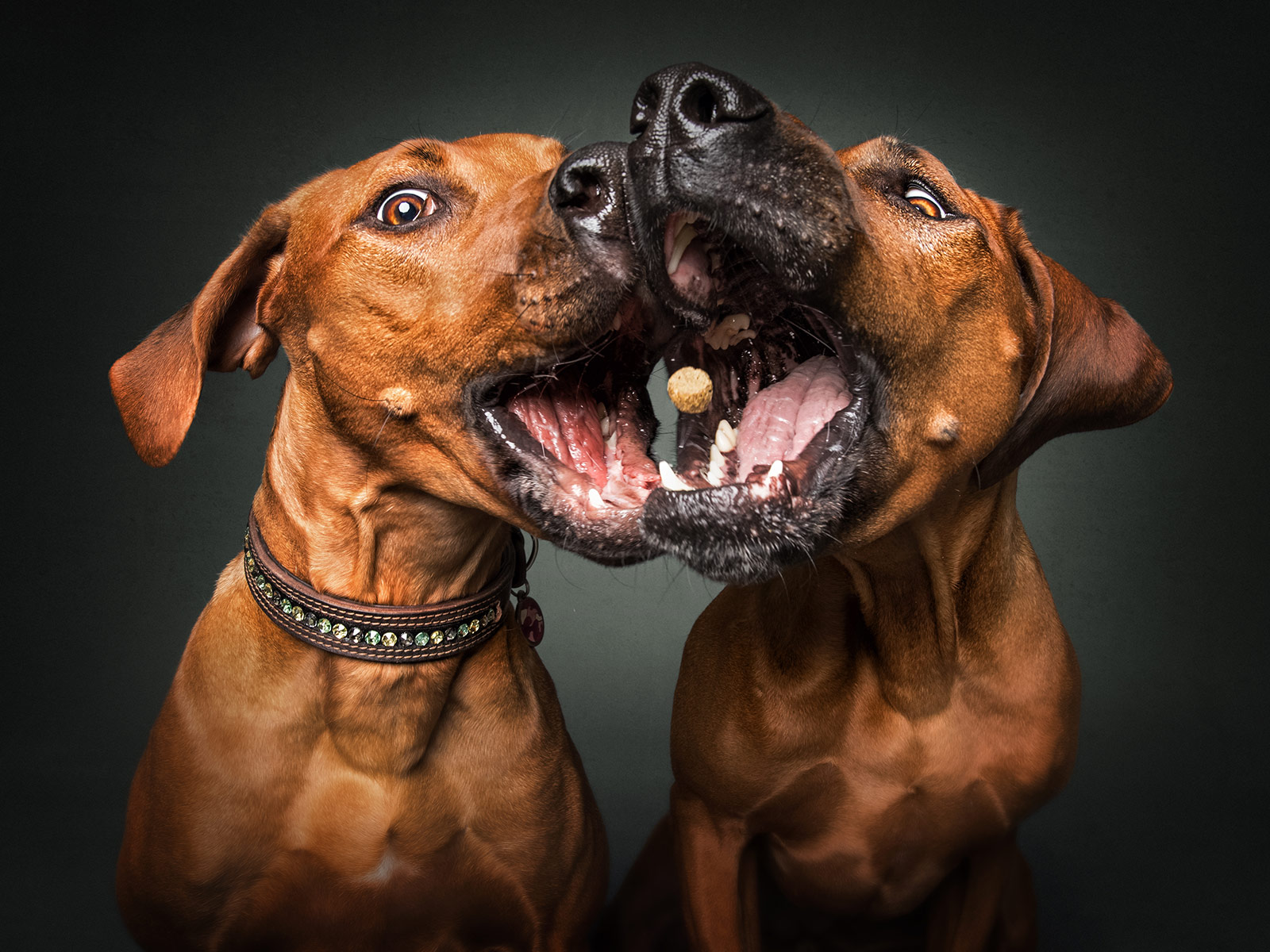 the-unbridled-joy-of-dogs-catching-treats