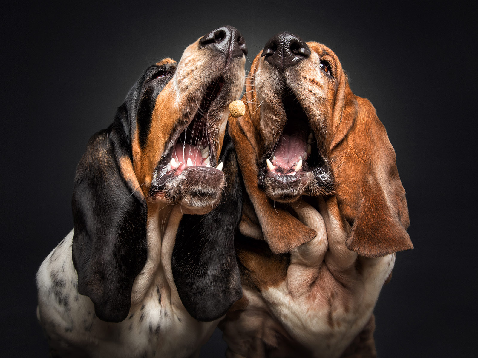 The unbridled joy of dogs catching treats CNN