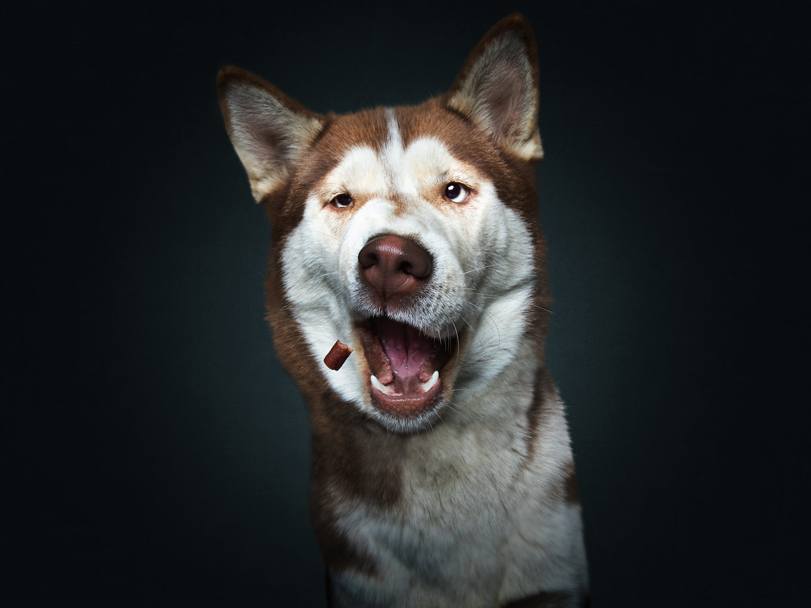 The unbridled joy of dogs catching treats CNN