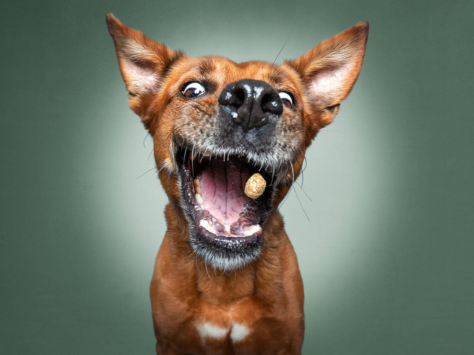 Dogs on sale eating treats