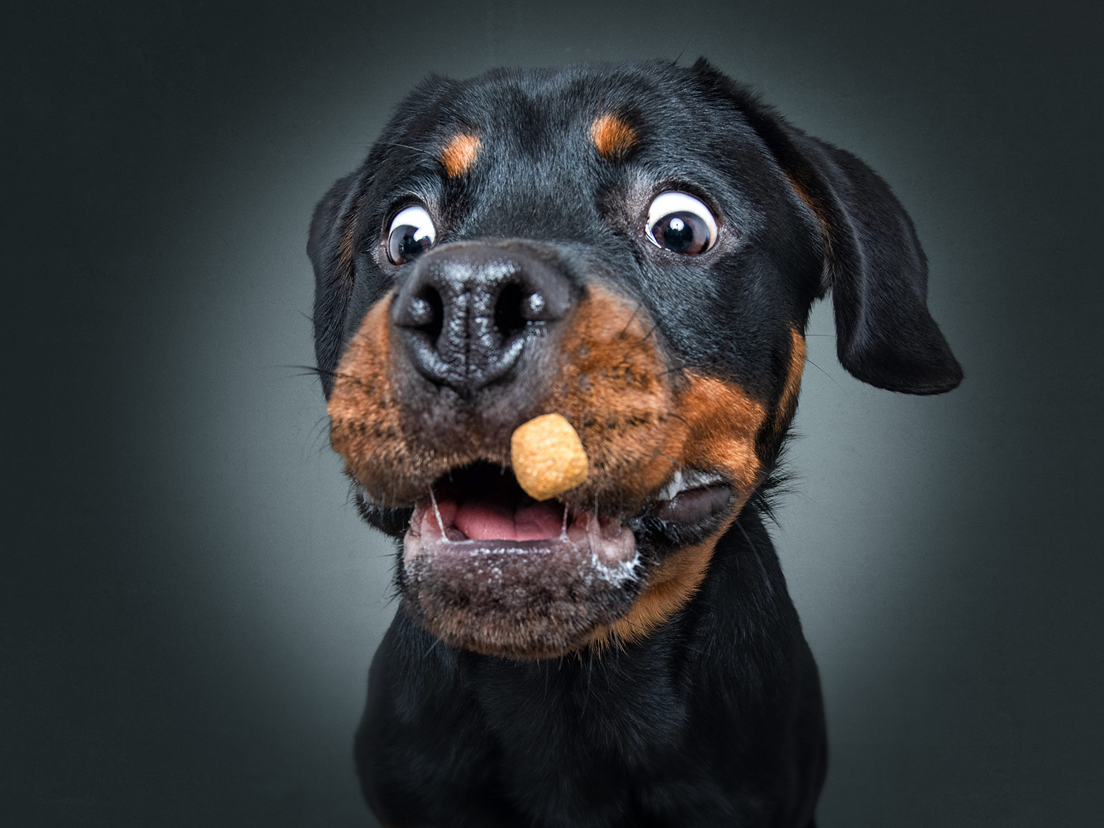 the-unbridled-joy-of-dogs-catching-treats