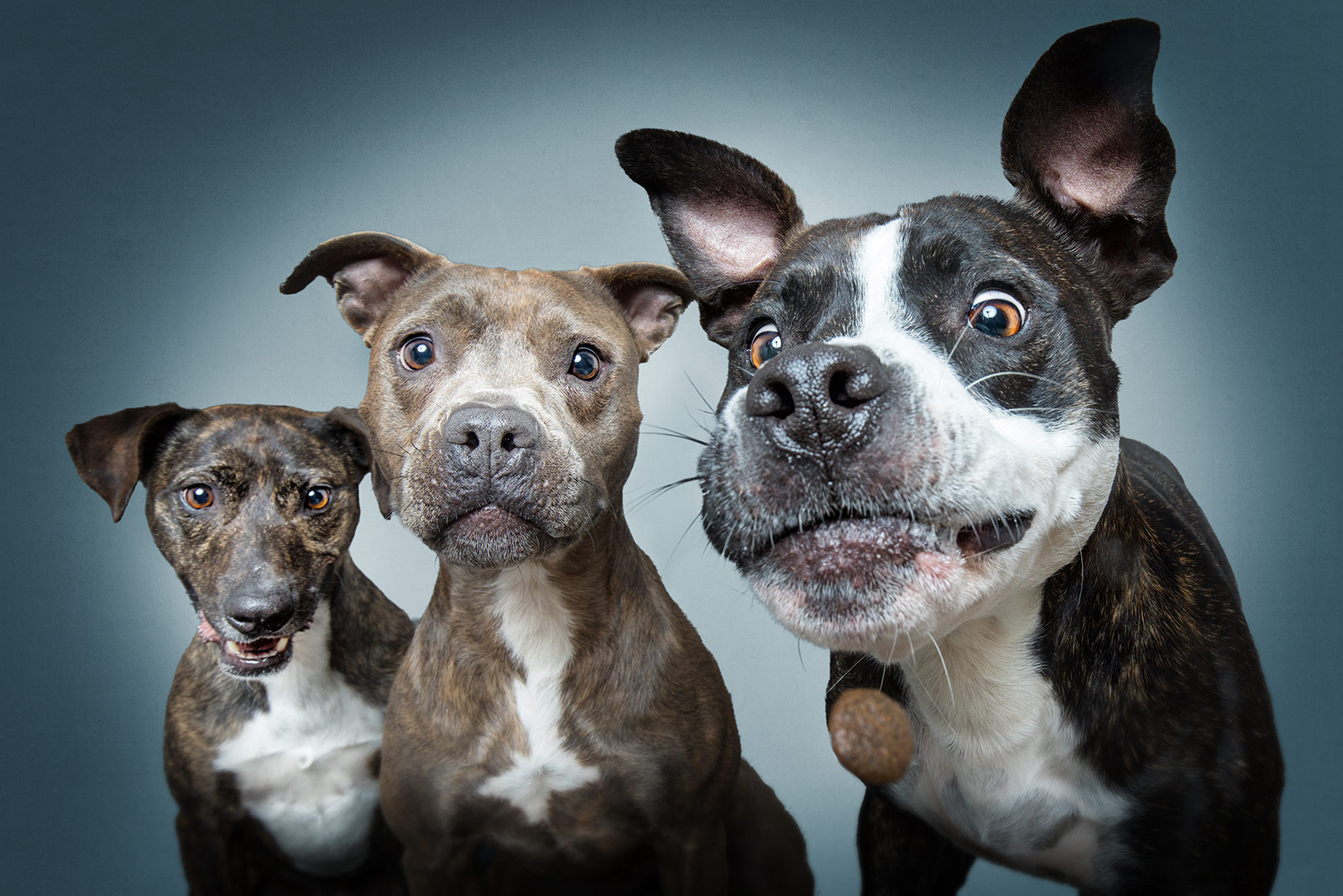 Humorous Photos of Dogs Catching Flying Treats