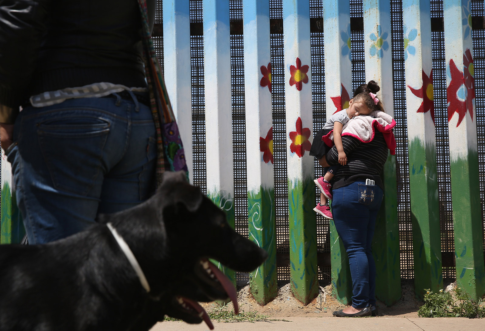 can you bring a dog across the mexican border