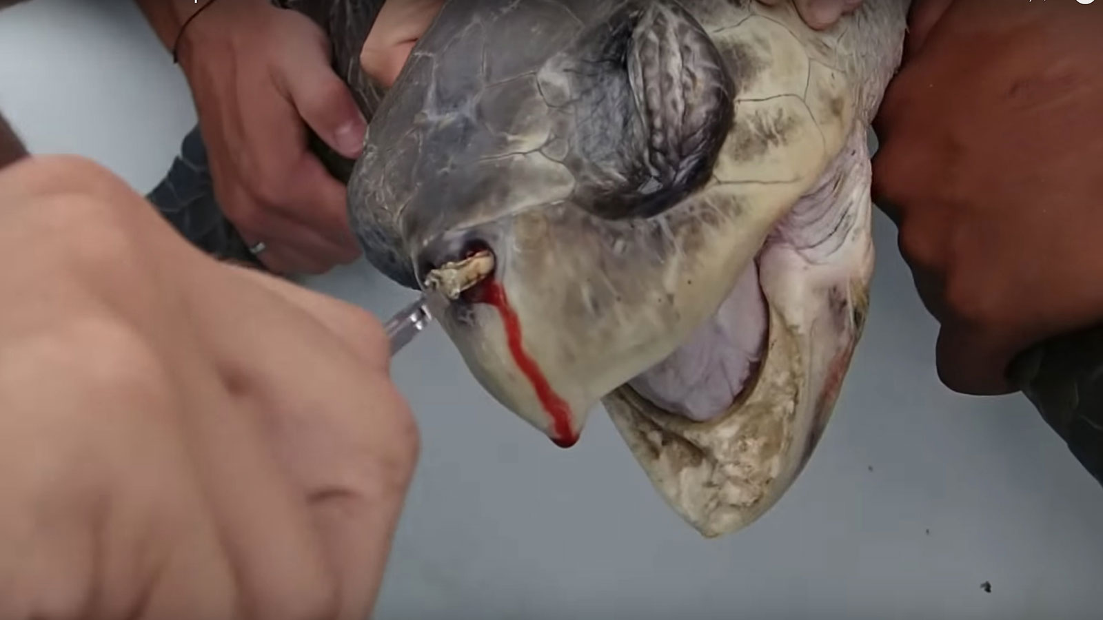 The sea turtle that made plastic straws infamous. (Christine Figgener/YouTube)