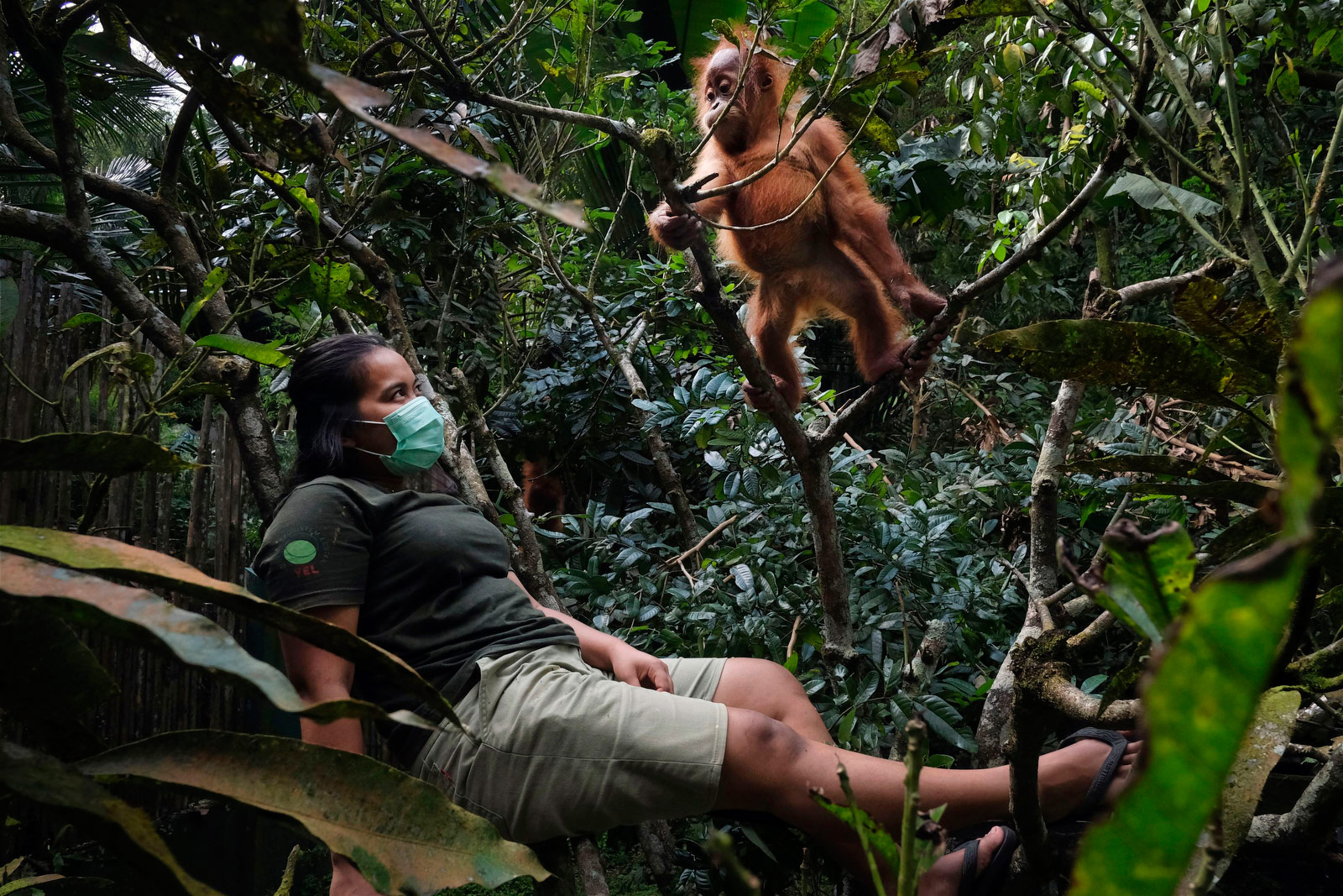 These great apes are close to extinction